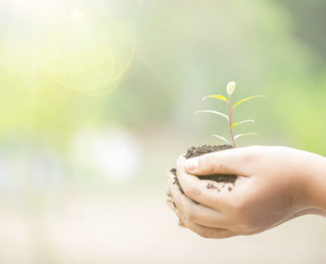 Earth Day In the hands of trees growing seedlings. Female hand holding tree on nature field grass. Bokeh green Background. Forest and environment conservation concept